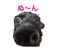 290820453