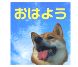290885271