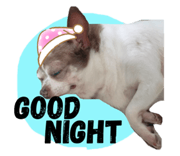 292415646