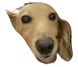 29335692