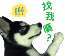 293468466
