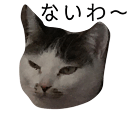 293532590
