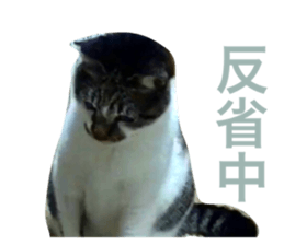 293701711
