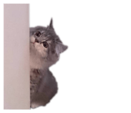 293704129