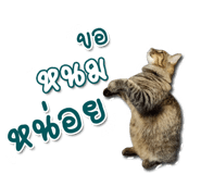 294057455
