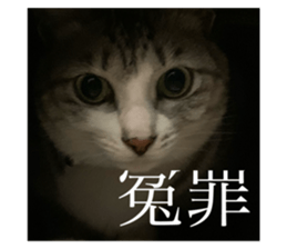 294251566