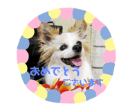 294453726