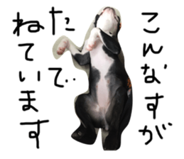 294462538