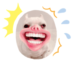 294507212