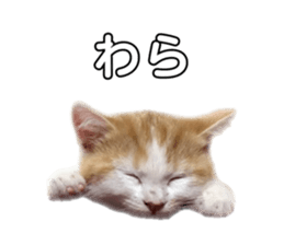 295022009