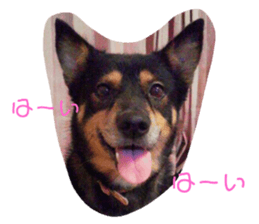 295270947