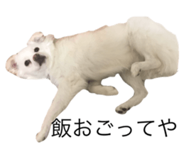 29538100