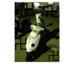 29538111