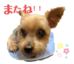 295507147