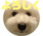 295525725