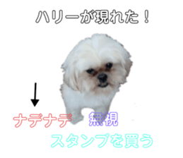295585040