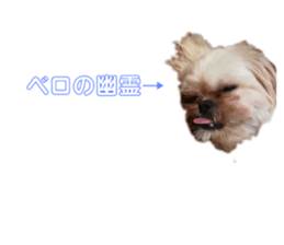 295585046