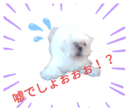 295585067