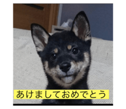 295925043