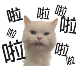 296472698