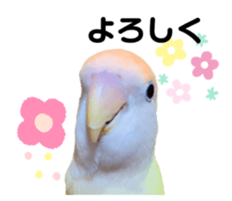 297176667