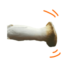 299741856