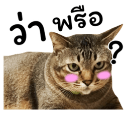 โชคดี แมวแหลงใต้ รูปที่ 1