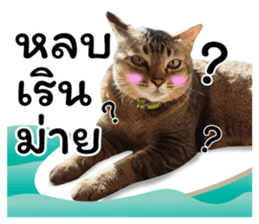 โชคดี แมวแหลงใต้ รูปที่ 2