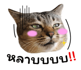 โชคดี แมวแหลงใต้ รูปที่ 3