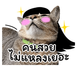โชคดี แมวแหลงใต้ รูปที่ 4