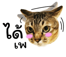 โชคดี แมวแหลงใต้ รูปที่ 5