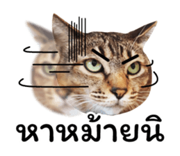โชคดี แมวแหลงใต้ รูปที่ 6