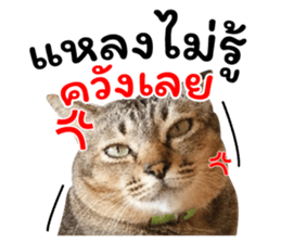 โชคดี แมวแหลงใต้ รูปที่ 7