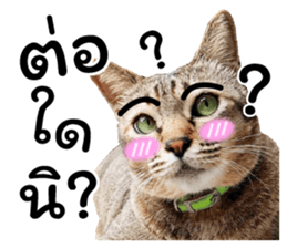 โชคดี แมวแหลงใต้ รูปที่ 8