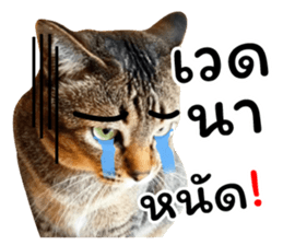 โชคดี แมวแหลงใต้ รูปที่ 9