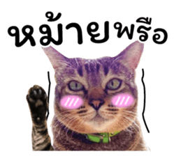 โชคดี แมวแหลงใต้ รูปที่ 10