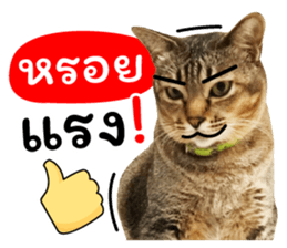 โชคดี แมวแหลงใต้ รูปที่ 11