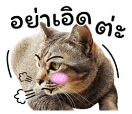 โชคดี แมวแหลงใต้ รูปที่ 12