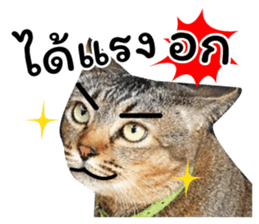โชคดี แมวแหลงใต้ รูปที่ 13