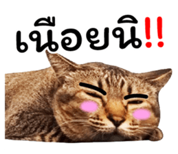 โชคดี แมวแหลงใต้ รูปที่ 14
