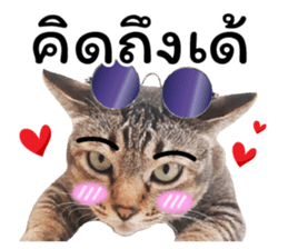 โชคดี แมวแหลงใต้ รูปที่ 15