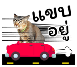 โชคดี แมวแหลงใต้ รูปที่ 16