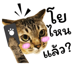 โชคดี แมวแหลงใต้ รูปที่ 17
