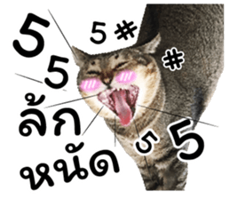 โชคดี แมวแหลงใต้ รูปที่ 18