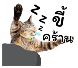 โชคดี แมวแหลงใต้ รูปที่ 19