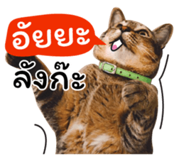 โชคดี แมวแหลงใต้ รูปที่ 20
