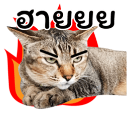 ลายที่ 41