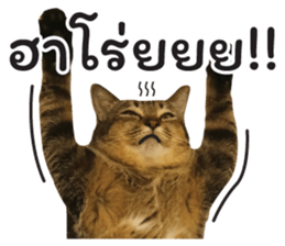 ลายที่ 43