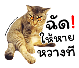 โชคดี แมวแหลงใต้ รูปที่ 23