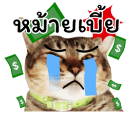 โชคดี แมวแหลงใต้ รูปที่ 24